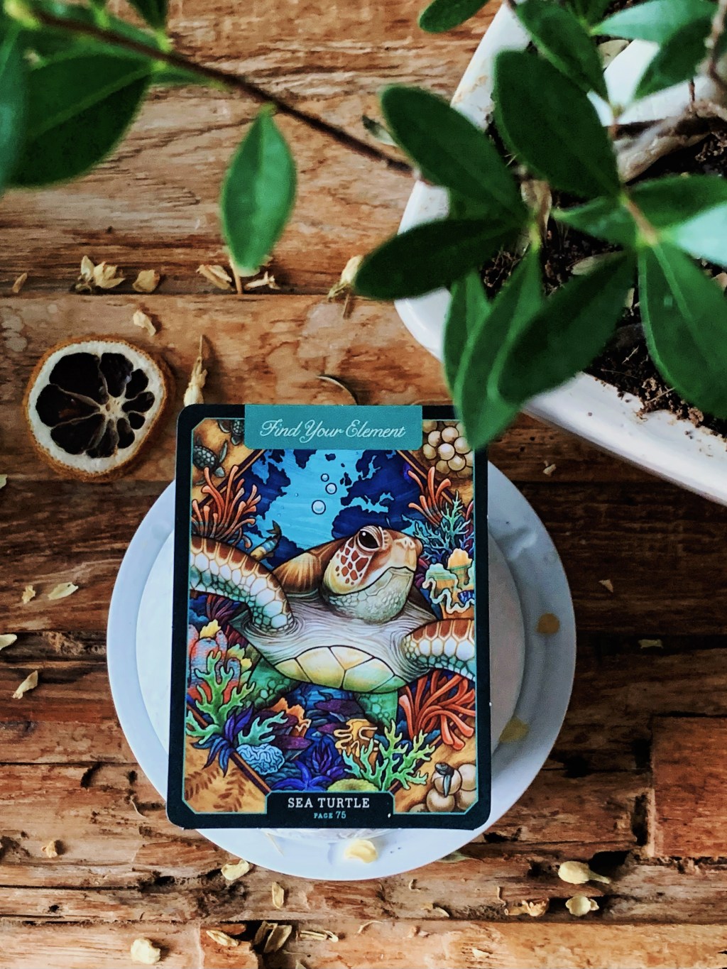 Curiosity of the Day: The Sea&nbsp;Turtle